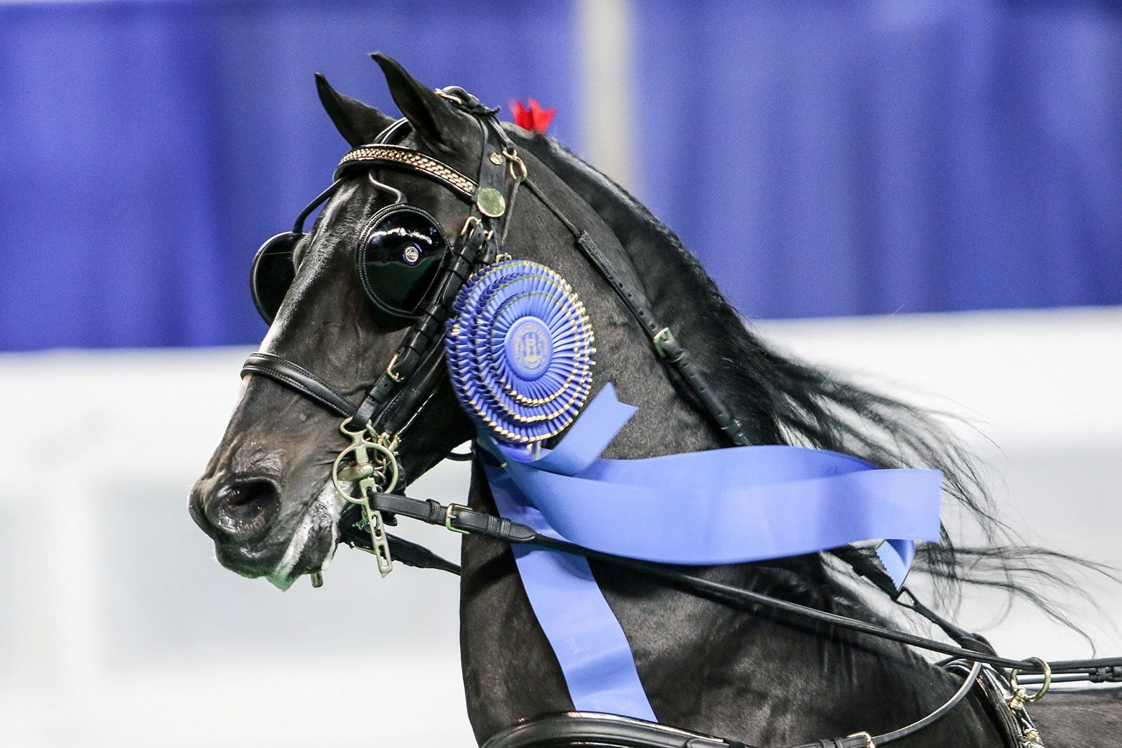 World’s Championship Horse Show Tickets On Sale June 20 Kentucky