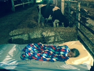 Lizzy Turner asleep on a makeshift bed next to her cow