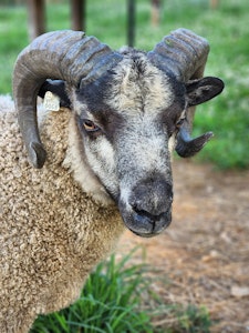 A sheep at Fiber Artist Madeline Rosenberg's Ballyhoo Farm.